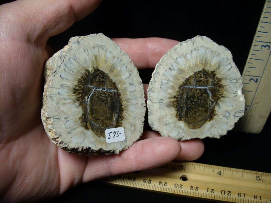 Plant Fossils StonesBones | Sliced Araucaria Cone (103322A) - The Stones & Bones Collection