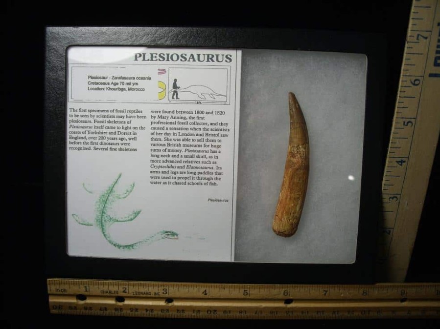 Dinosaur Claws & Teeth StonesBones | Plesiosaurus Dinosaur Tooth (123023B) - The Stones & Bones Collection