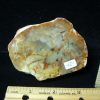 Coprolites StonesBones | Dinosaur Coprolite (Poop) (091422J) - The Stones & Bones Collection