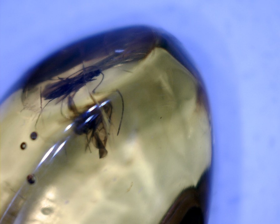 Amber StonesBones | Dominican Amber Specimen With Bee, Roach, & Wasp (060123D) - The Stones & Bones Collection