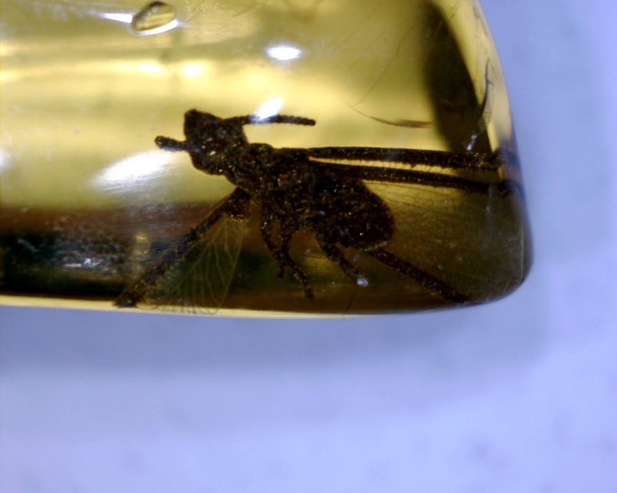 Amber StonesBones | Dominican Amber Specimen With Bee, Roach, & Wasp (060123D) - The Stones & Bones Collection