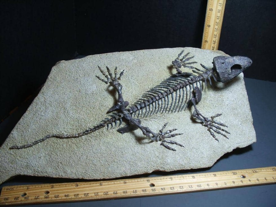 Collector'S Choice StonesBones | Captorhinus Permian Reptile Skeleton (018124A)...On Hold For Wa,,,01/24/24 - The Stones & Bones Collection