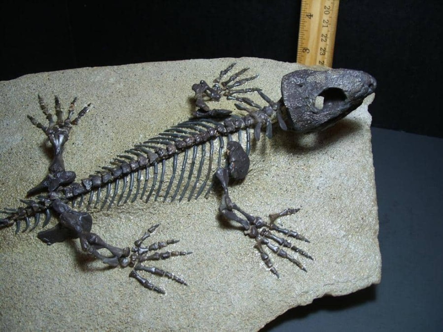 Collector'S Choice StonesBones | Captorhinus Permian Reptile Skeleton (018124A)...On Hold For Wa,,,01/24/24 - The Stones & Bones Collection