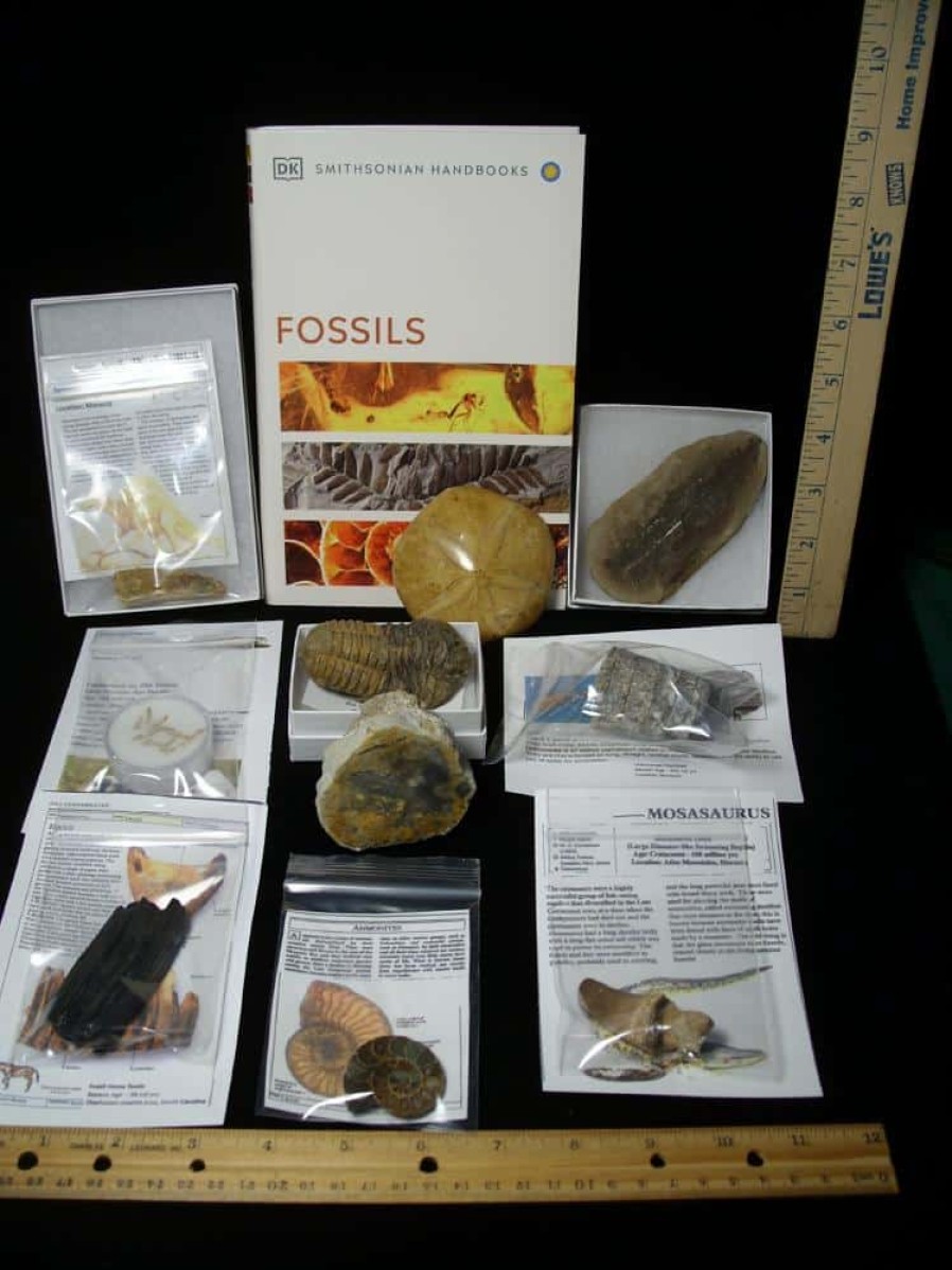 Collection Kits StonesBones | #11 Beginners Fossil Kit (063923A) - The Stones & Bones Collection