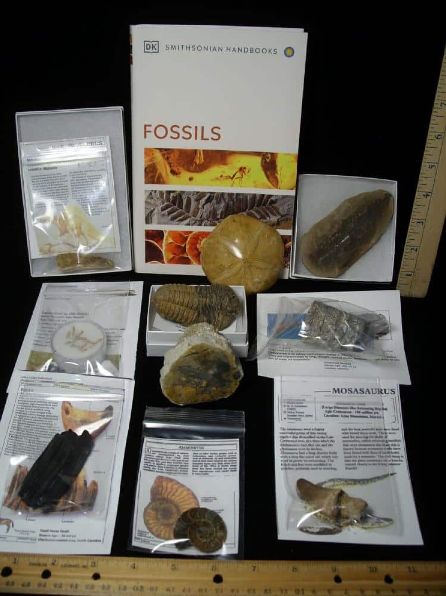 Collection Kits StonesBones | #11 Beginners Fossil Kit (063923A) - The Stones & Bones Collection