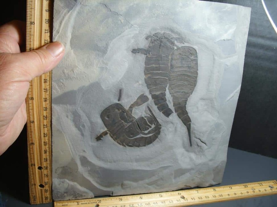 Collector'S Choice StonesBones | Multiple Eurypterid Specimens (012024J) - The Stones & Bones Collection