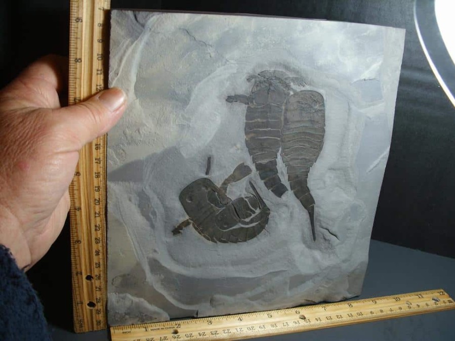 Collector'S Choice StonesBones | Multiple Eurypterid Specimens (012024J) - The Stones & Bones Collection