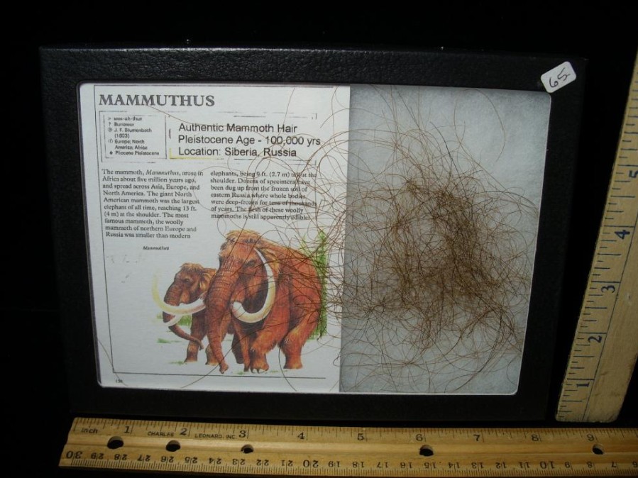 Mammal Fossils StonesBones | Authentic Mammoth Hair (060423M) - The Stones & Bones Collection