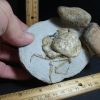 Crab, Shrimp, & Starfish StonesBones | 99% Perfect Fossil Crab In Stone Nodule (012423R) - The Stones & Bones Collection