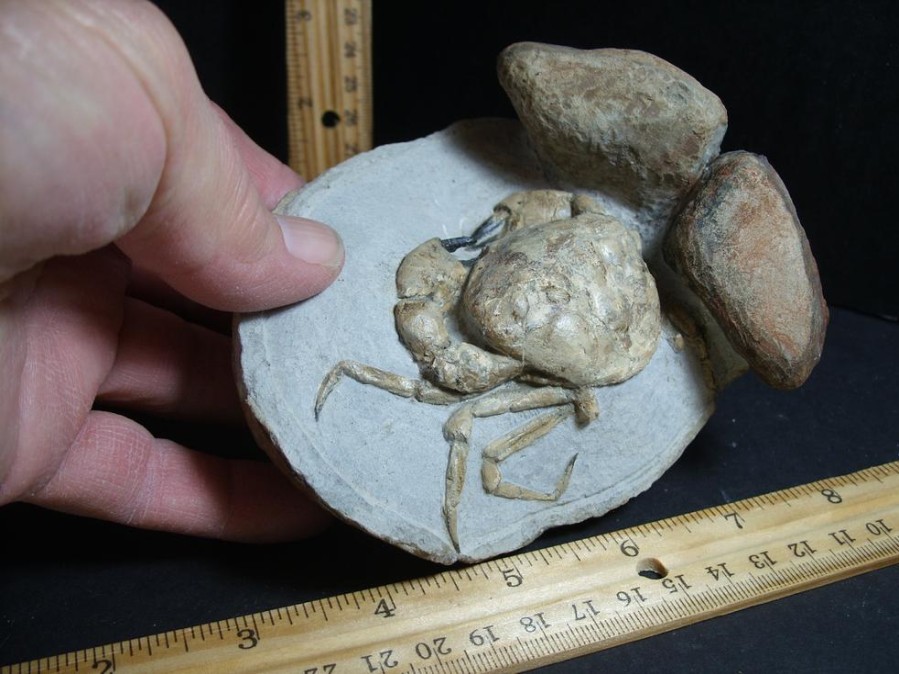 Crab, Shrimp, & Starfish StonesBones | 99% Perfect Fossil Crab In Stone Nodule (012423R) - The Stones & Bones Collection