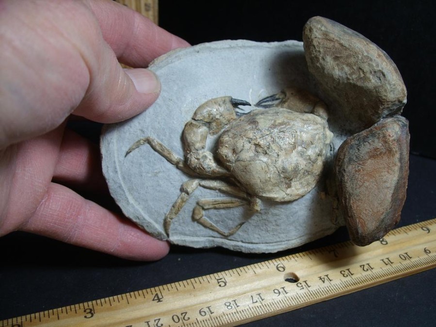 Crab, Shrimp, & Starfish StonesBones | 99% Perfect Fossil Crab In Stone Nodule (012423R) - The Stones & Bones Collection