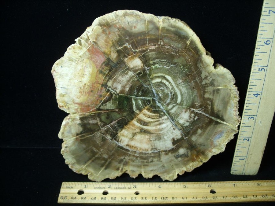 Petrified Wood StonesBones | Madagascar Petrified Wood Log Slice (051523F) - The Stones & Bones Collection