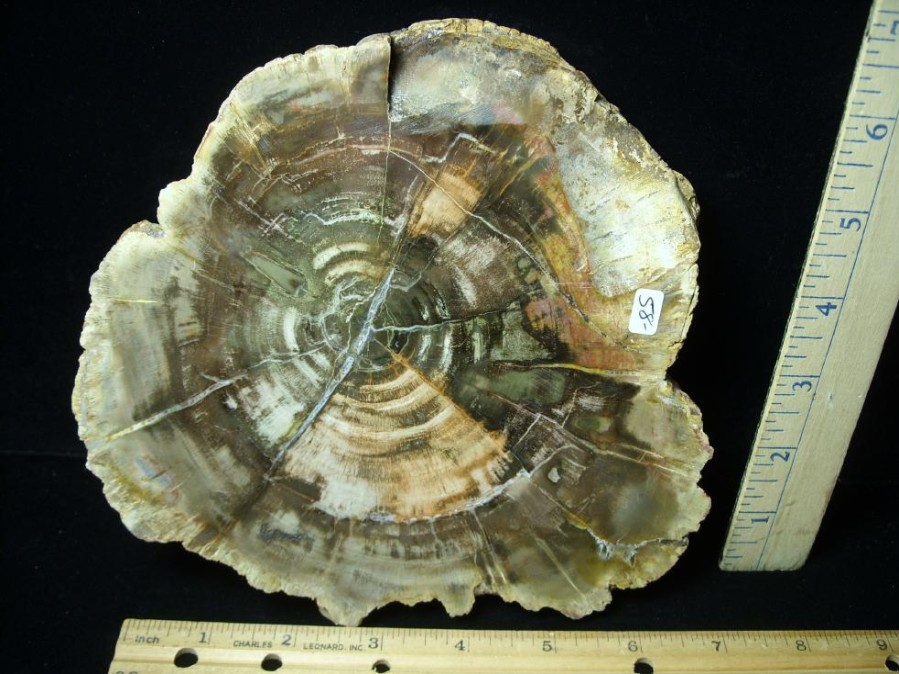 Petrified Wood StonesBones | Madagascar Petrified Wood Log Slice (051523F) - The Stones & Bones Collection