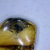 Amber StonesBones | Burmese Amber Specimen With Fly (060123R) - The Stones & Bones Collection