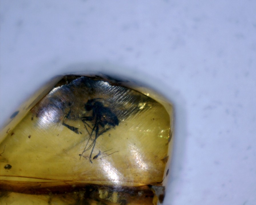 Amber StonesBones | Burmese Amber Specimen With Fly (060123R) - The Stones & Bones Collection