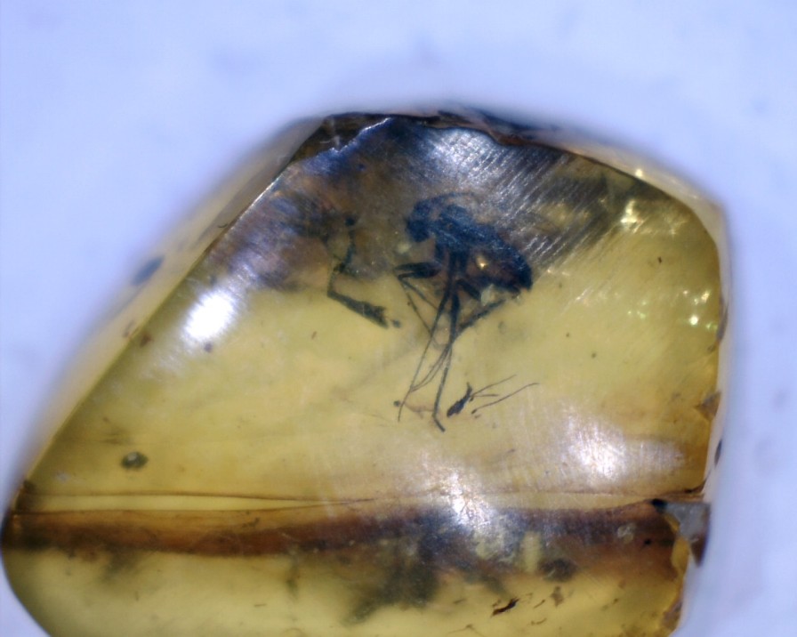 Amber StonesBones | Burmese Amber Specimen With Fly (060123R) - The Stones & Bones Collection