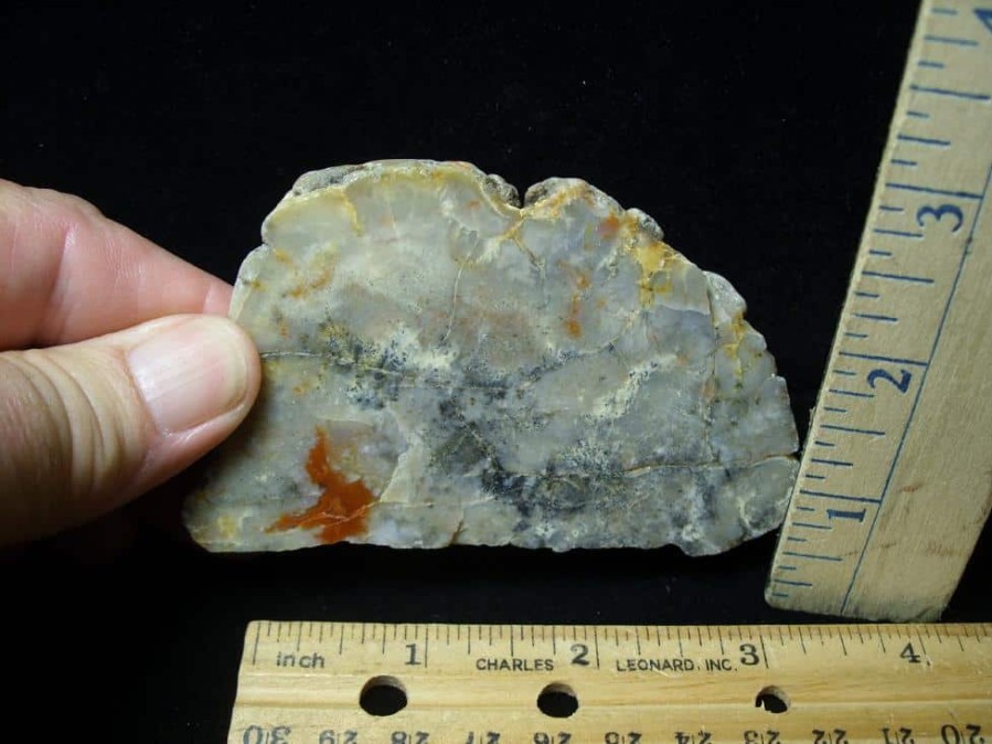 Coprolites StonesBones | Dinosaur Coprolite (Poop) (092022G) - The Stones & Bones Collection