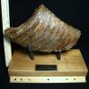 Mammal Fossils StonesBones | Fossilized Mammoth Molar (071123G) - The Stones & Bones Collection