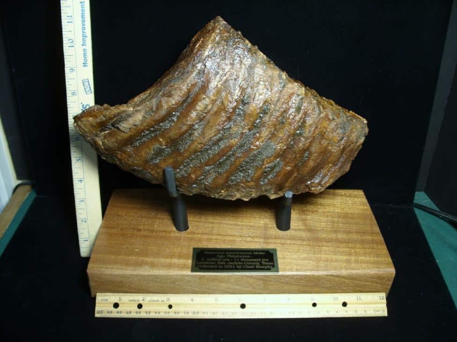 Mammal Fossils StonesBones | Fossilized Mammoth Molar (071123G) - The Stones & Bones Collection