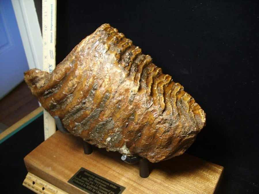 Mammal Fossils StonesBones | Fossilized Mammoth Molar (071123G) - The Stones & Bones Collection