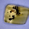 Amber StonesBones | Dominican Amber Specimen With Insect Poop (060123M) - The Stones & Bones Collection