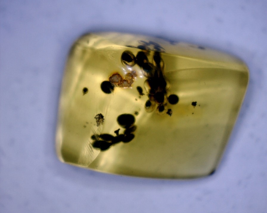 Amber StonesBones | Dominican Amber Specimen With Insect Poop (060123M) - The Stones & Bones Collection