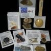 Collection Kits StonesBones | Premium Beginners Fossil Kit (051823A) - The Stones & Bones Collection