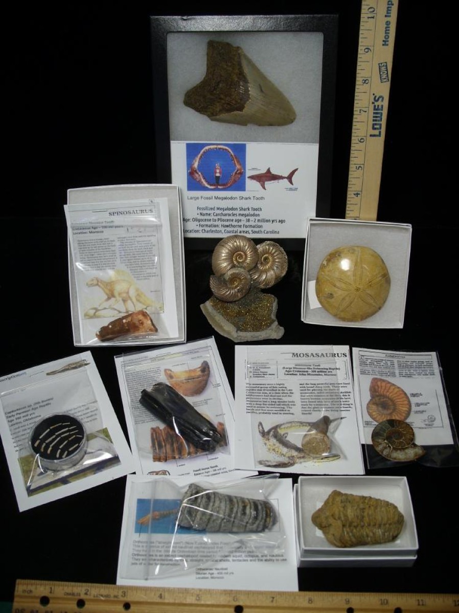 Collection Kits StonesBones | Premium Beginners Fossil Kit (051823A) - The Stones & Bones Collection