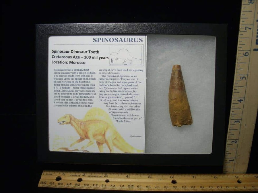 Dinosaur Claws & Teeth StonesBones | Large Authentic Spinosaurus Dinosaur Tooth (110123G) - The Stones & Bones Collection