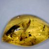 Amber StonesBones | Dominican Amber Specimen With Grasshopper (032023F) - The Stones & Bones Collection