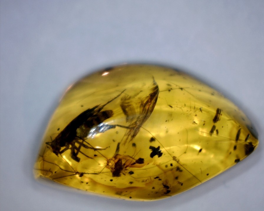 Amber StonesBones | Dominican Amber Specimen With Grasshopper (032023F) - The Stones & Bones Collection