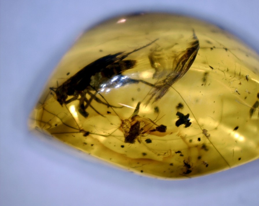 Amber StonesBones | Dominican Amber Specimen With Grasshopper (032023F) - The Stones & Bones Collection