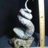 Collector'S Choice StonesBones | Didymoceras Heteromorph Ammonite (012124D) - The Stones & Bones Collection