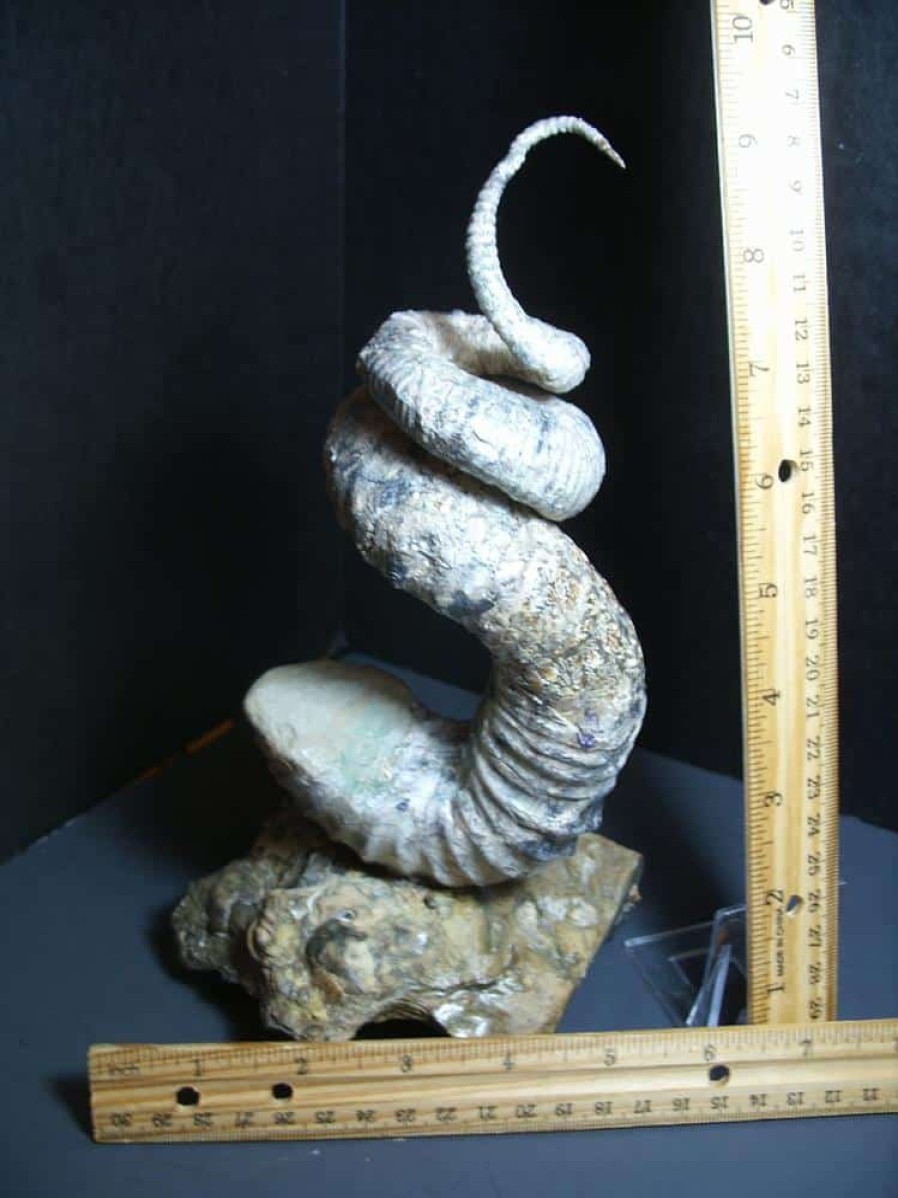 Collector'S Choice StonesBones | Didymoceras Heteromorph Ammonite (012124D) - The Stones & Bones Collection