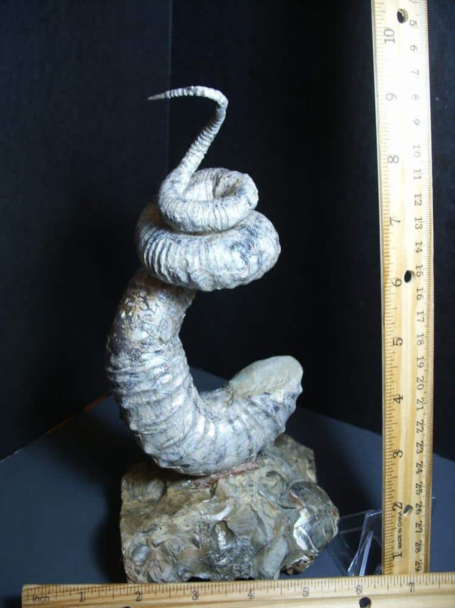 Collector'S Choice StonesBones | Didymoceras Heteromorph Ammonite (012124D) - The Stones & Bones Collection