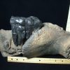 Collector'S Choice StonesBones | American Mastodon Molar (091823C) - The Stones & Bones Collection