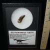 Dinosaur Claws & Teeth StonesBones | Deltadromeus Dinosaur Tooth (100422M) - The Stones & Bones Collection