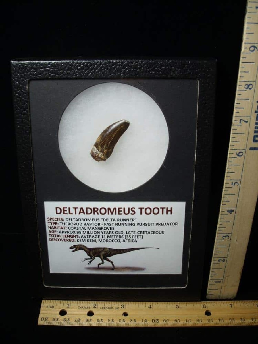 Dinosaur Claws & Teeth StonesBones | Deltadromeus Dinosaur Tooth (100422M) - The Stones & Bones Collection