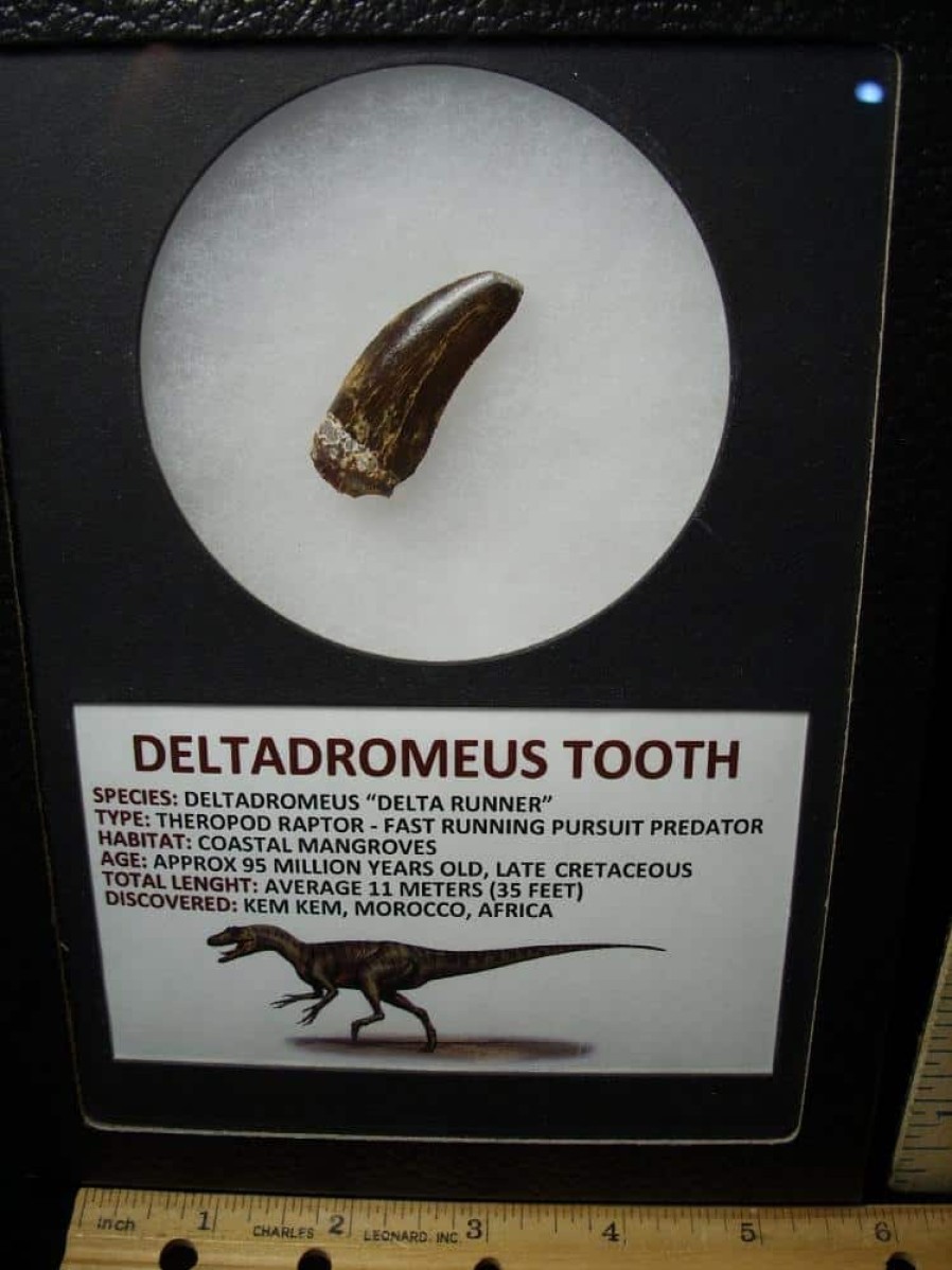 Dinosaur Claws & Teeth StonesBones | Deltadromeus Dinosaur Tooth (100422M) - The Stones & Bones Collection