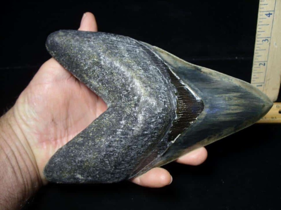 Collector'S Choice StonesBones | 7 Inch Fossil Megalodon Shark Tooth (041223M) - The Stones & Bones Collection