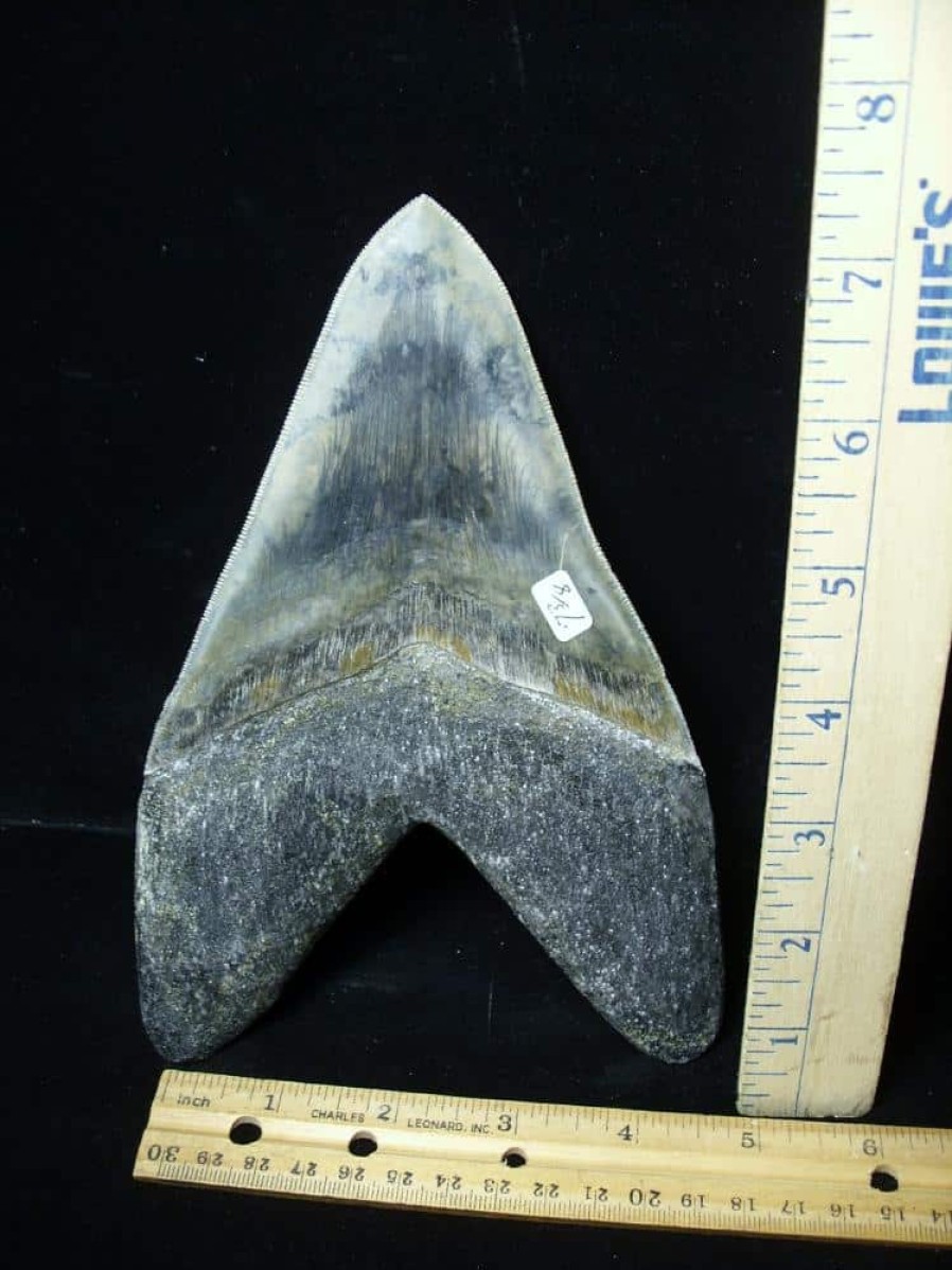 Collector'S Choice StonesBones | 7 Inch Fossil Megalodon Shark Tooth (041223M) - The Stones & Bones Collection