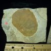 Plant Fossils StonesBones | Fossil Tree Leaf (110222A) - The Stones & Bones Collection