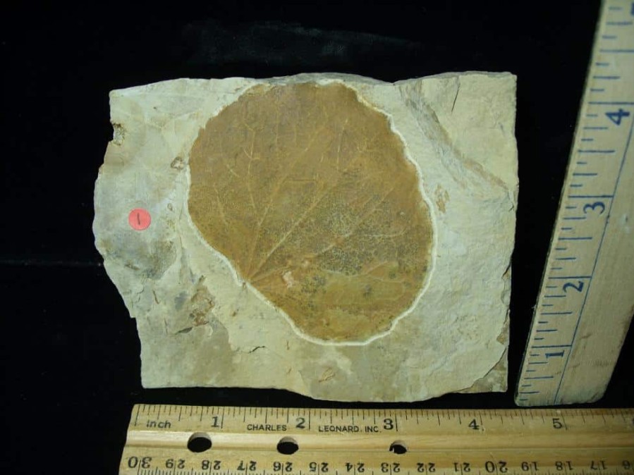 Plant Fossils StonesBones | Fossil Tree Leaf (110222A) - The Stones & Bones Collection