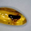 Amber StonesBones | Dominican Amber Specimen With Leaf Hopper (032023K) - The Stones & Bones Collection