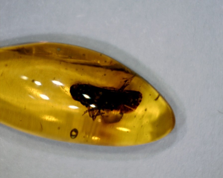 Amber StonesBones | Dominican Amber Specimen With Leaf Hopper (032023K) - The Stones & Bones Collection