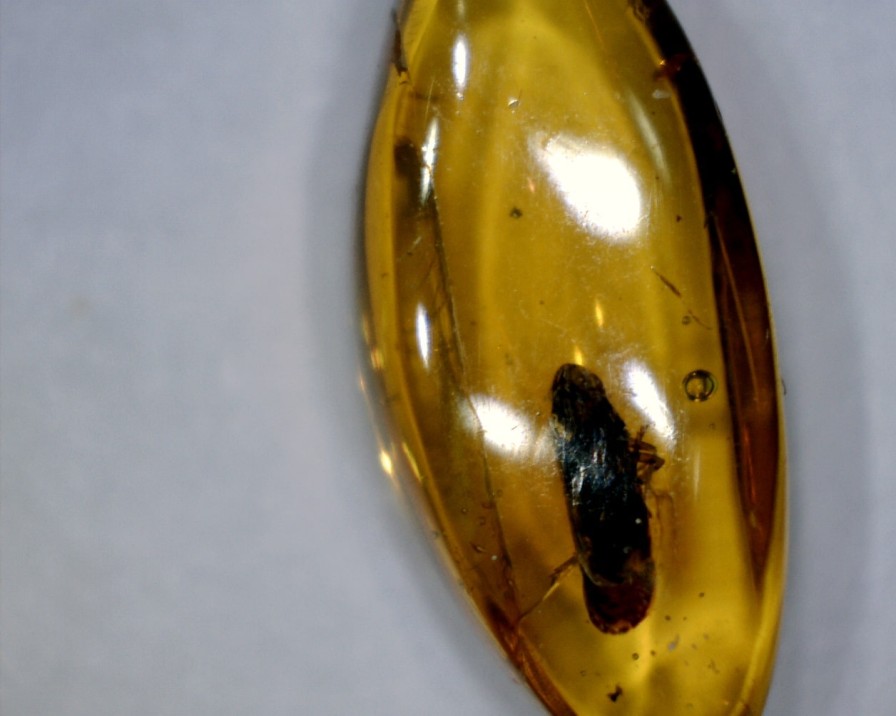 Amber StonesBones | Dominican Amber Specimen With Leaf Hopper (032023K) - The Stones & Bones Collection