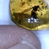 Amber StonesBones | Dominican Amber Specimen With Wasp (060123E) - The Stones & Bones Collection