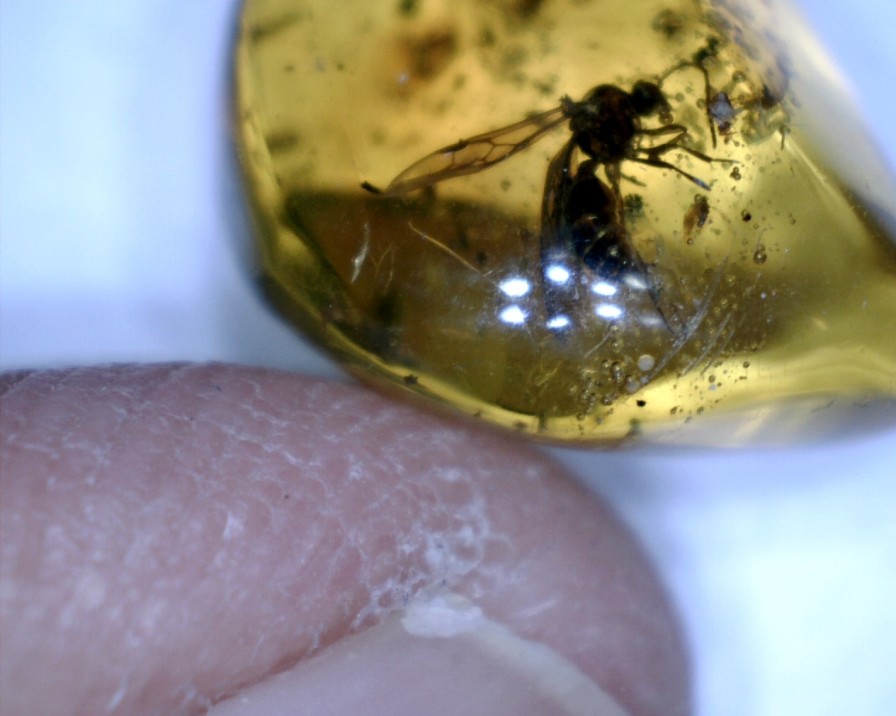 Amber StonesBones | Dominican Amber Specimen With Wasp (060123E) - The Stones & Bones Collection