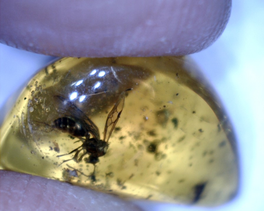 Amber StonesBones | Dominican Amber Specimen With Wasp (060123E) - The Stones & Bones Collection